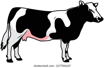 Cow vector for logo design or other purpose