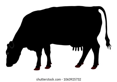 Cow vector silhouette illustration isolated on white background. Cow grazing. Milk and cheese fabric. Farm animal. Organic food.