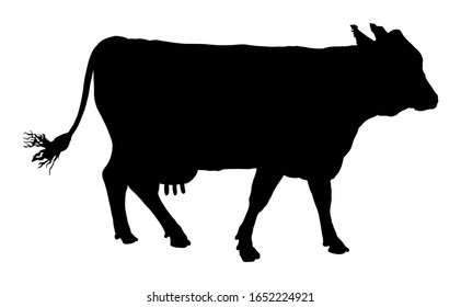 Cow vector silhouette illustration isolated on white background. Cow grazing. Milk and cheese fabric. Farm animal. Organic food.