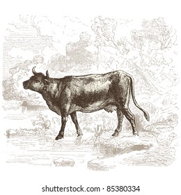 Cow - vintage engraved illustration - "Histoire naturelle" by Buffon and Lacépède published in 1881 France