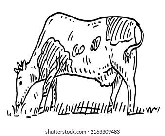 Cow. Vintage vector engraving illustration. Isolated on white background