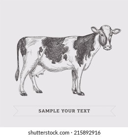 Cow. Vintage vector illustration. Hand-drawn
