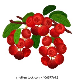 cowberry