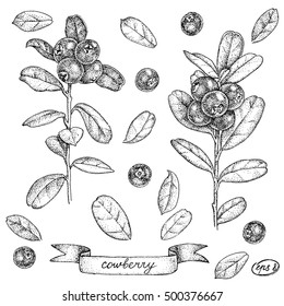 cowberry