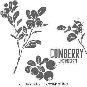 Bayas de cerezo en silueta vectorial. Esquema de la hierba medicinal Vaccinium vitis-idaea. Conjunto de frutos de Lingonberry en Línea para la imagen vectorial de medicina. Dibujo de contorno de planta de curación de ramas de Cowberries.