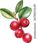 Cowberry with green leaves and red berries (Vaccinium vitis-idaea, lingonberry, mountain cranberry). Watercolor hand drawn painting illustration isolated on white background.