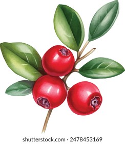 Cowberry con hojas verdes y bayas rojas (Vaccinium vitis-idaea, lingonberry, arándano de montaña). Ilustración de pintura dibujada a mano de acuarela aislada sobre fondo blanco.