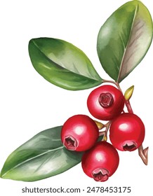 Cowberry with green leaves and red berries (Vaccinium vitis-idaea, lingonberry, mountain cranberry). Watercolor hand drawn painting illustration isolated on white background.