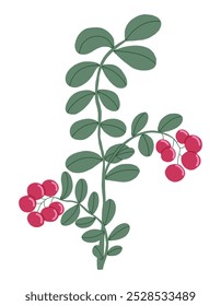 Cowberry handgezeichneter, grüner Ast mit roten Beeren. Zutat zum Kochen von Gerichten Sauce und Desserts im Restaurant