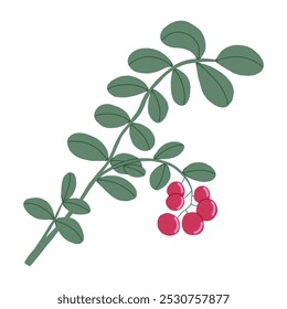 Cowberry hand drawn vector green branch with red berries. Ingredient for cooking dishes sauce and desserts in restaurant