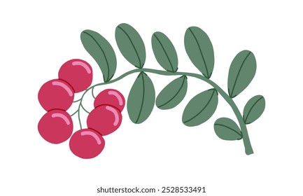 Vector dibujado a mano de Cowberry aislado rama verde con bayas rojas. Ingrediente para cocinar platos, salsas y postres en el restaurante