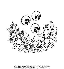 Cowberry  isolated on a white background. Hand drawing. Set of isolated floral elements arranged in a decorative bouquet. Vector illustration.