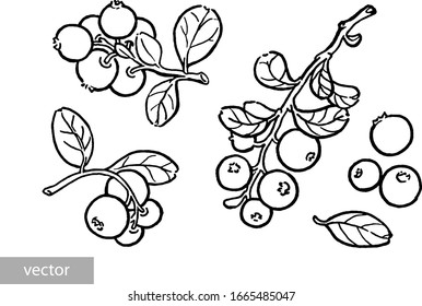 Cowberry, lingonberry, cranberry, bilberry, red bilberry, cranberries, whortleberry hand drawn illustration. Garden forest berry black and white sketch. Aromatic ripe summer dessert. Vector.