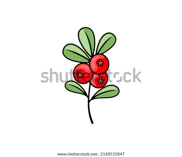 Cowberry, lingonberry, cranberry and foxberry,\
berries, vector design and illustration. Food and meal, nature,\
agriculture and farming, icon and\
logo