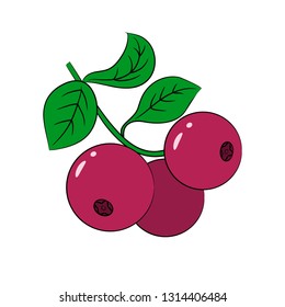 Cowberry, vector illustration. ЕPS10, red berry on a branch with leaves on a white background
