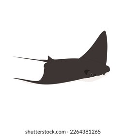 The cownose ray, Rhinoptera bonasus vector design, png high quality image with transparent background