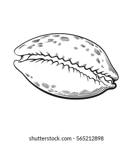 cowrie or cowry sea shell, sketch style vector illustration isolated on white background. Realistic hand drawing of shiny saltwater sea snail, cowrie shell with tiger pattern