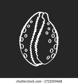 Cowrie shell chalk white icon on black background. Decorative ocean souvenir, conchology Luria cinerea. Empty molluscan animal, cephalopod shell isolated vector chalkboard illustration
