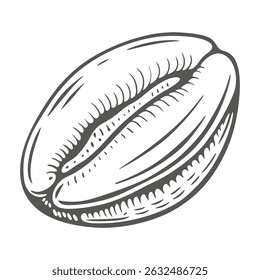 Cowrie Shell Engraving, Cypraeidae Family Illustration