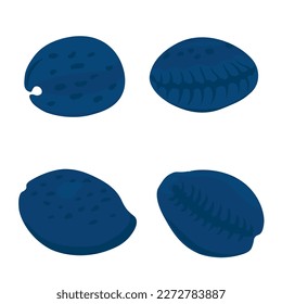 Cowry, vector stock illustration. cowrie Seashell Cypraea tigris. The blue shell. A resident of the sea. The bottom of the ocean. Isolated on a white background.