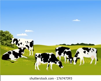 Cows