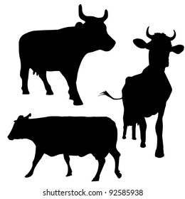 cows