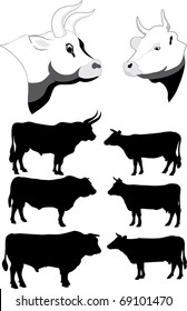 Cows and bulls