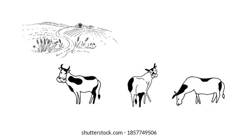 Cows, bulls in the meadow. Vector illustration.