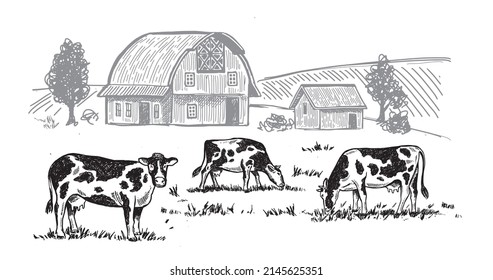 Cows chew grass, hand drawn illustrations. Dairy farm, vector.