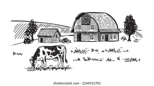 Cows chew grass, hand drawn illustrations. Dairy farm, vector.