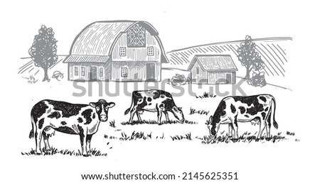 Cows chew grass, hand drawn illustrations. Dairy farm, vector.