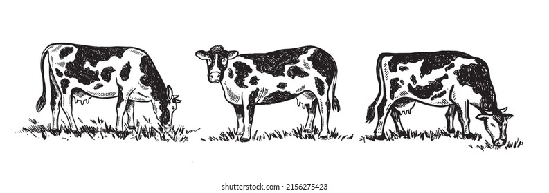 Cows chew grass set, hand drawn illustrations.	