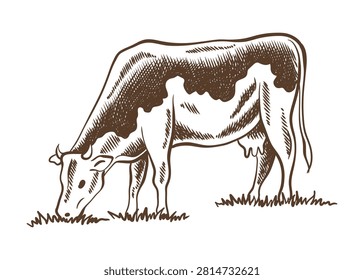 Cows chewing grass farm on grazing on meadow. Rural landscape, village vintage sketch. Hand drawn farm land vector illustration
