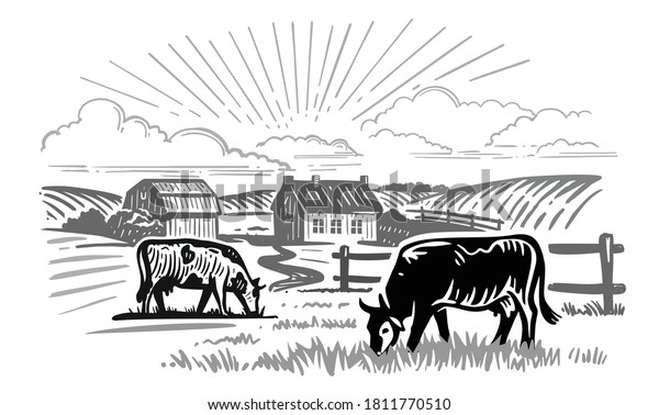cows chewing grass on background of farm