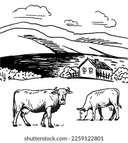 Cows eat grass on the background of mountain fields. Vector drawing.  The illustration is made in black on a white background.  Suitable for design, labeling, packaging, advertising, agriculture.