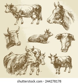 cows, farm animal - hand drawn collection