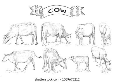 Cows farm animals.