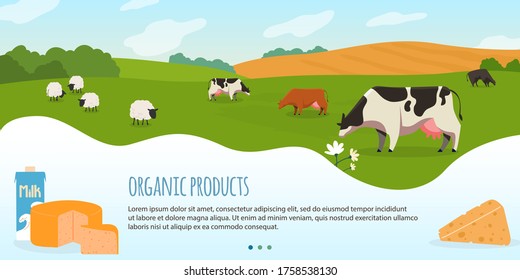 Cows in farm vector illustration. Cartoon flat rural countryside landscape with green grass meadow and herd of animal sheep cows, eco production of organic milk and meat, dairy products background