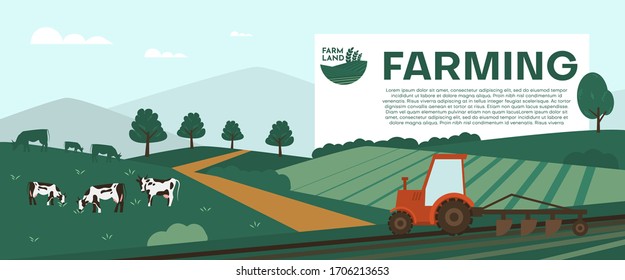 Cows farming on green meadow agricultural business concept. Calves eating fresh herb. Rural animal field vector illustration. Combine harvester. Tractor cultivating field at spring