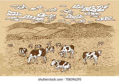 As vacas alimentam-se dos prados, com fundo de textura e nuvens brancas. Vintage vetor gravura, desenhado à mão ilustrações de design para rótulo, cartaz. Conceito de exploração rural
