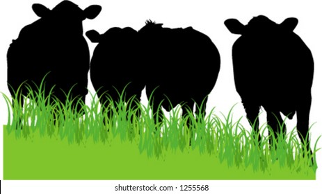 cows in field silhouette