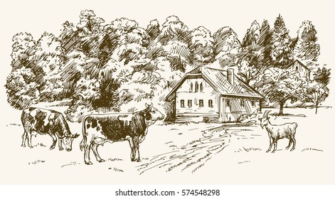 Cows and goat grazing on meadow. Hand drawn illustration.