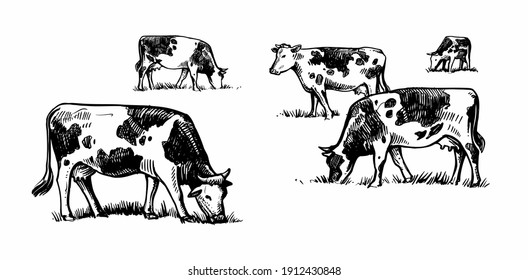 cows graze in meadow sketch style