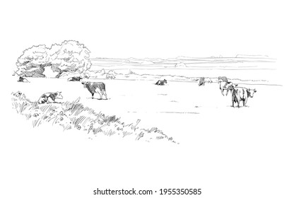 Cows are grazing in a meadow. Rural landscape. Farm sketch hand drawn vector illustration.