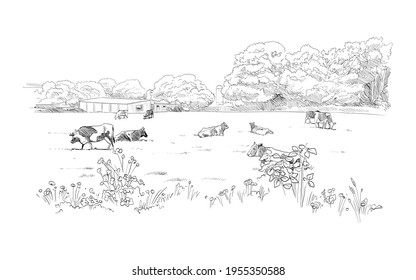 Cows are grazing in a meadow. Rural landscape. Farm sketch hand drawn vector illustration.