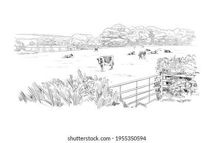 Cows are grazing in a meadow. Rural landscape. Farm sketch hand drawn vector illustration.