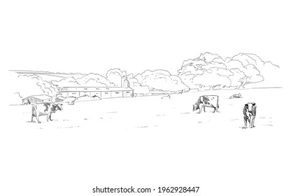 Cows are grazing in a meadow. Rural landscape. Farm sketch hand drawn vector illustration.