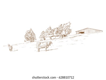 Cows are grazing in a meadow. Rural landscape. Farm sketch hand drawn vector illustration. 