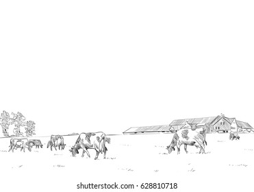 Cows are grazing in a meadow. Rural landscape. Farm sketch hand drawn vector illustration. 