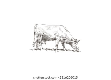 Cows are grazing in a meadow. Sketch hand drawn vector illustration.